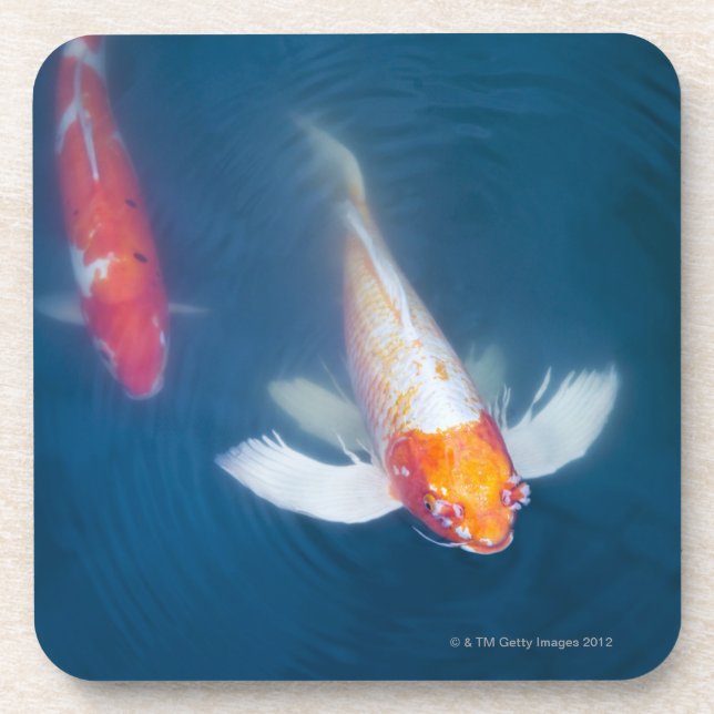 Two Japanese koi fish in pond Coaster (Front)