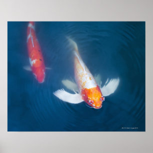 Two Japanese koi fish in pond Poster