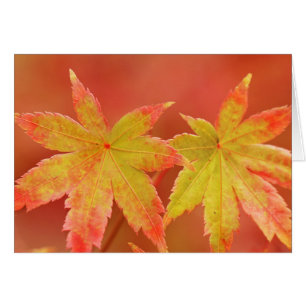 Two Japanese Maple Leaves