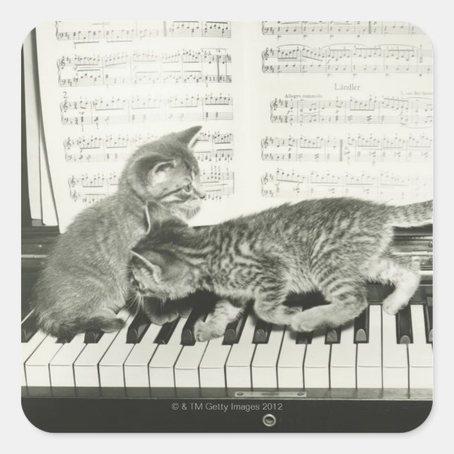 Two kitten playing on piano keyboard, (B&W) Square Sticker (Front)