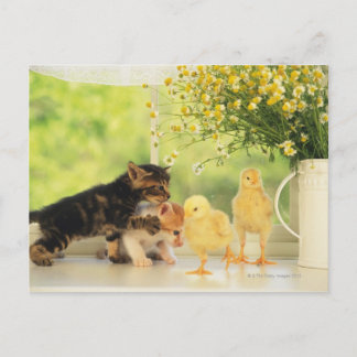 Two Kittens and Two Chicks Playing, Front View, Postcard