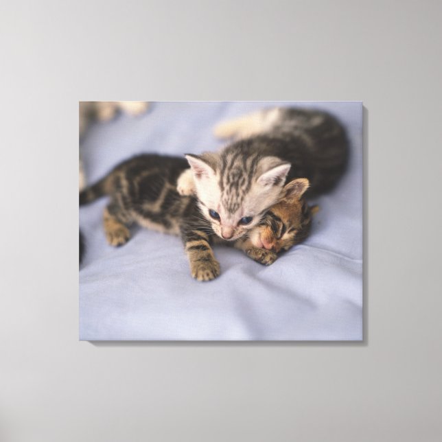 Two kittens canvas print (Front)