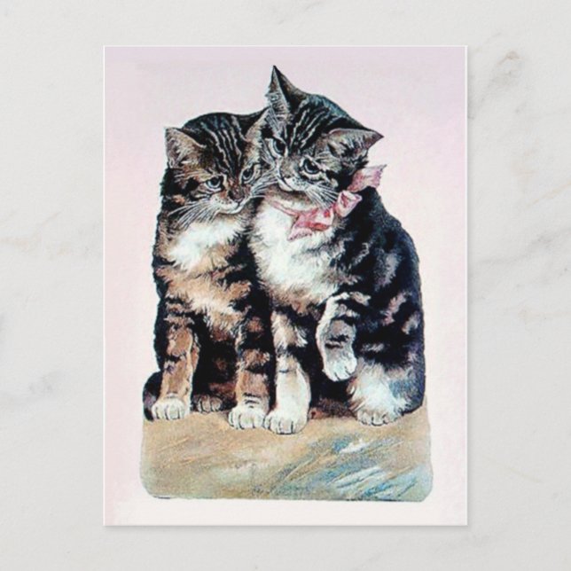two kittens cats cute love adorable loving pets postcard (Front)