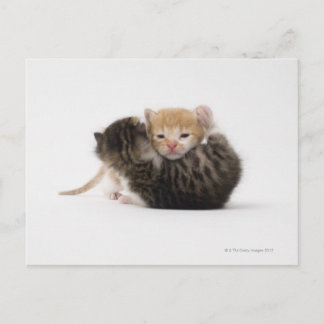 Two kittens cuddling on white background postcard