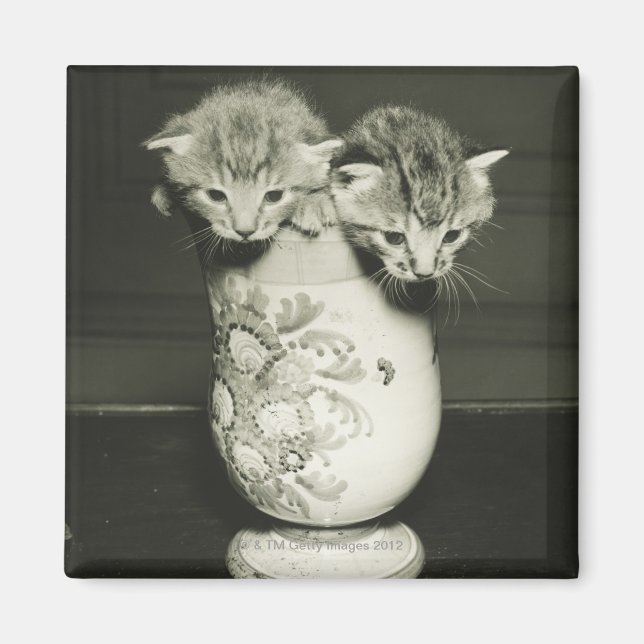 Two kittens hiding in vase, (B&W) Magnet (Front)