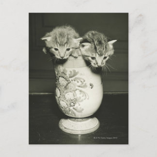 Two kittens hiding in vase, (B&W) Postcard