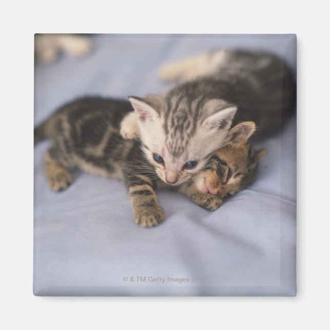 Two kittens magnet (Front)