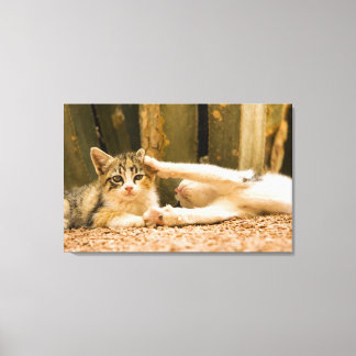 Two kittens, Morocco Canvas Print