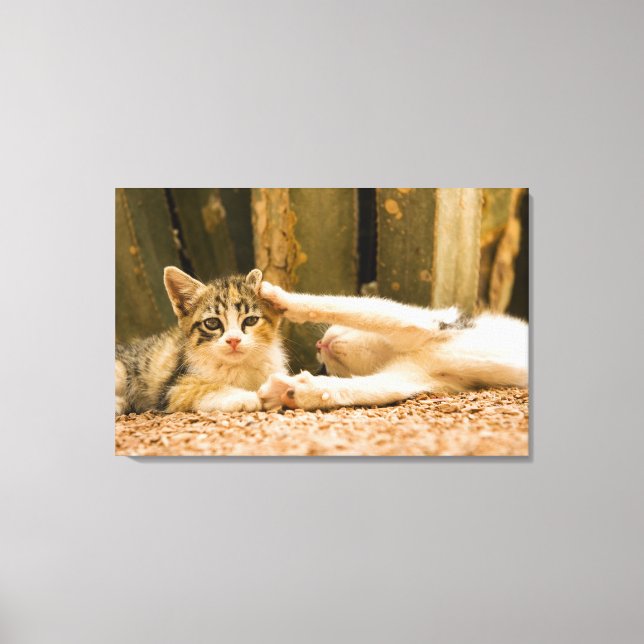 Two kittens, Morocco Canvas Print (Front)