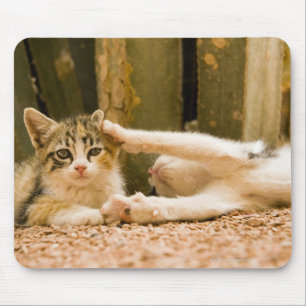Two kittens, Morocco Mouse Pad