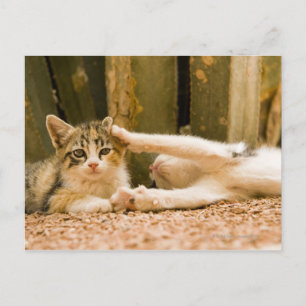 Two kittens, Morocco Postcard