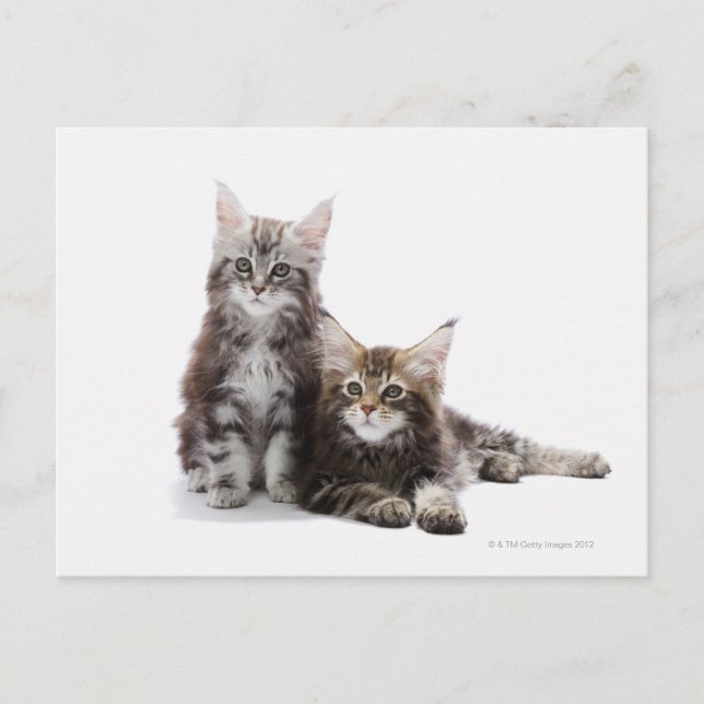 Two kittens of Maine coon cat Postcard (Front)