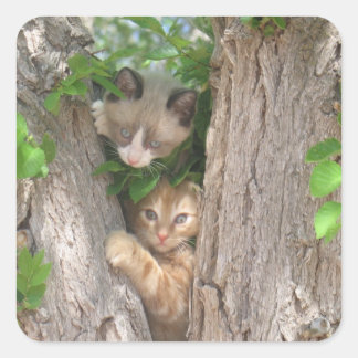 Two Kittens on a Tree Square Sticker