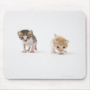 Two kittens on white background mouse pad