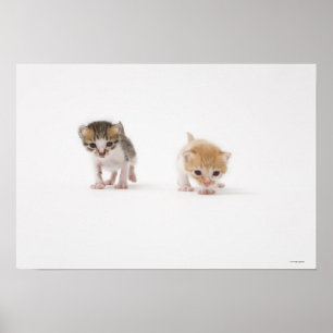 Two kittens on white background poster