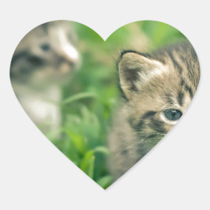 Two kittens playing in the grass heart sticker