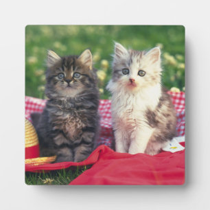 Two Kittens Sitting On A Red-Coloured Blanket Plaque