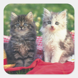 Two Kittens Sitting On A Red-Coloured Blanket Square Sticker