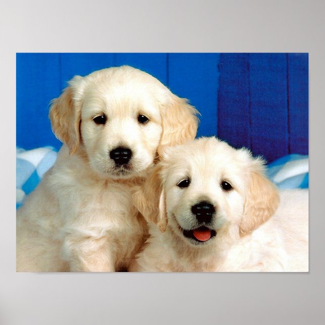 Two labrador pups pet poster (Front)