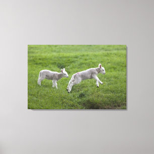 Two Lambs Canvas Print