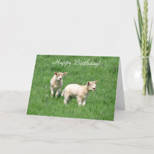 Two Lambs Card