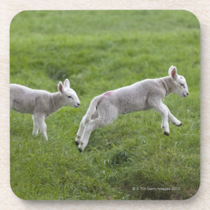 Two Lambs Coaster