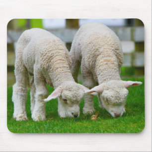 Two Lambs Grazing Mouse Pad