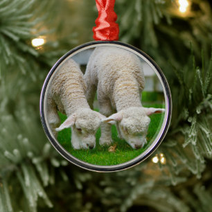 Two Lambs Grazing Ornament