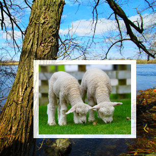 Two Lambs Grazing Postcard