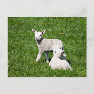 Two Lambs in the Pasture Postcard