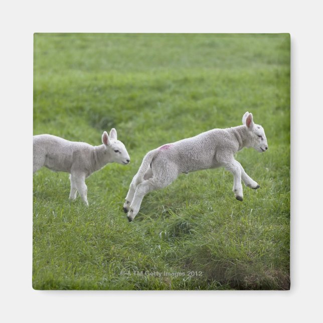 Two Lambs Magnet (Front)