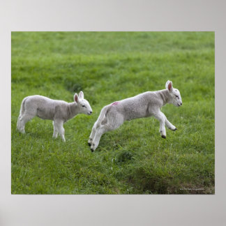 Two Lambs Poster