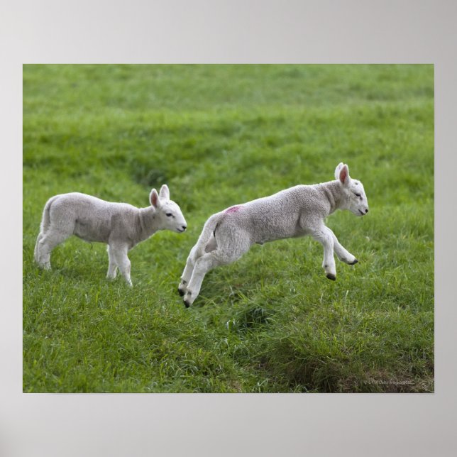 Two Lambs Poster (Front)