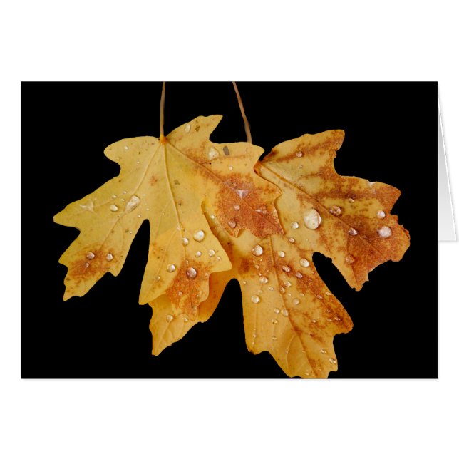 Two Leaves with Raindrops,  Blank Inside (Front Horizontal)