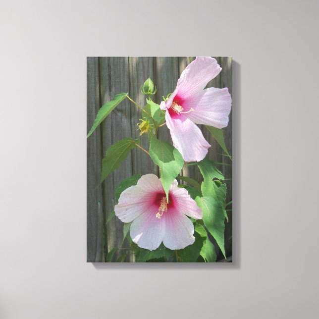 two light pink hibiscus flowers canvas print (Front)