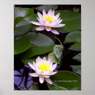 Two Light Water lilies Poster