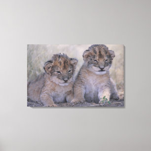 Two Lion Cubs Canvas Print