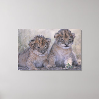 Two Lion Cubs Canvas Print