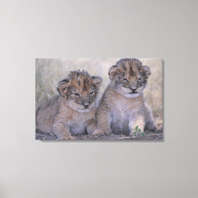Two Lion Cubs Canvas Print (Front)