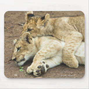Two lions cubs playing. mouse pad