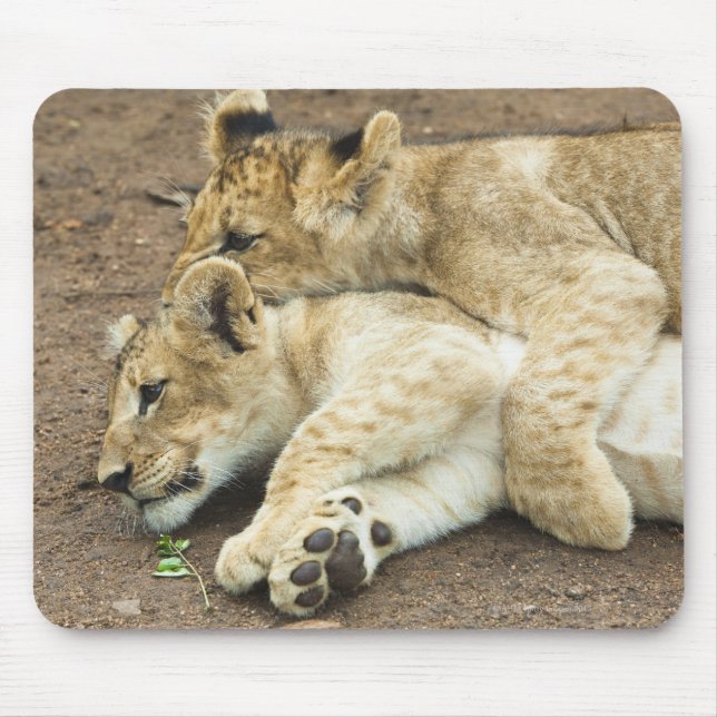 Two lions cubs playing. mouse pad (Front)