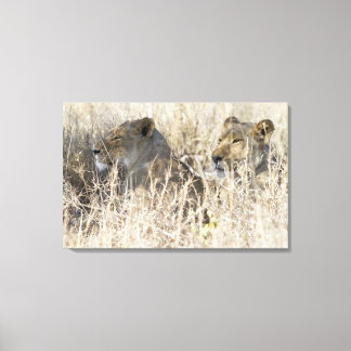 Two lions hidden in dry grass, Kruger National Canvas Print