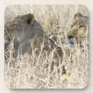 Two lions hidden in dry grass, Kruger National Coaster