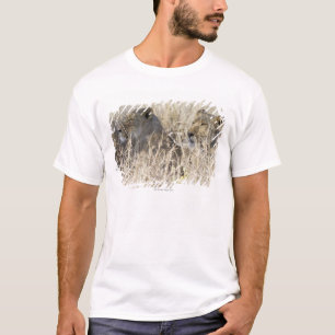 Two lions hidden in dry grass, Kruger National T-Shirt
