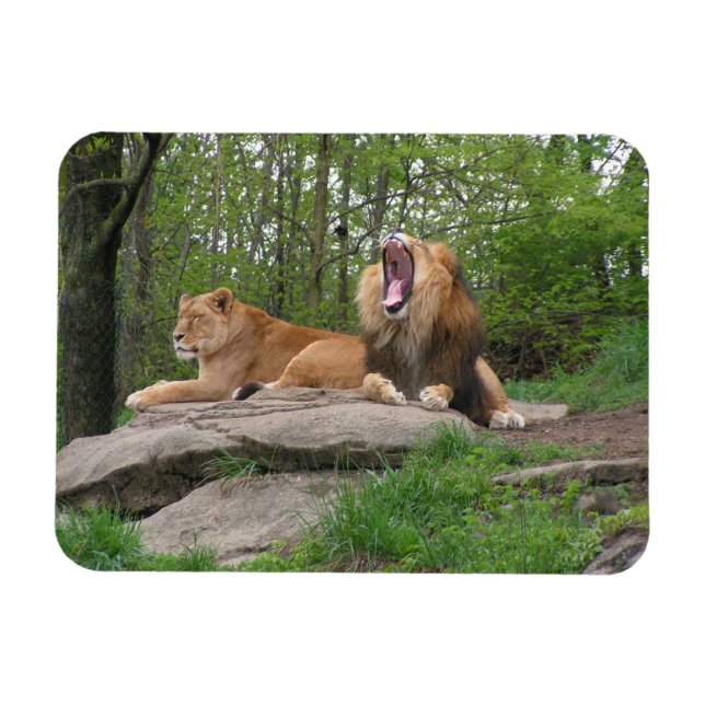 Two Lions Magnet (Horizontal)