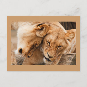 Two Lions Postcard