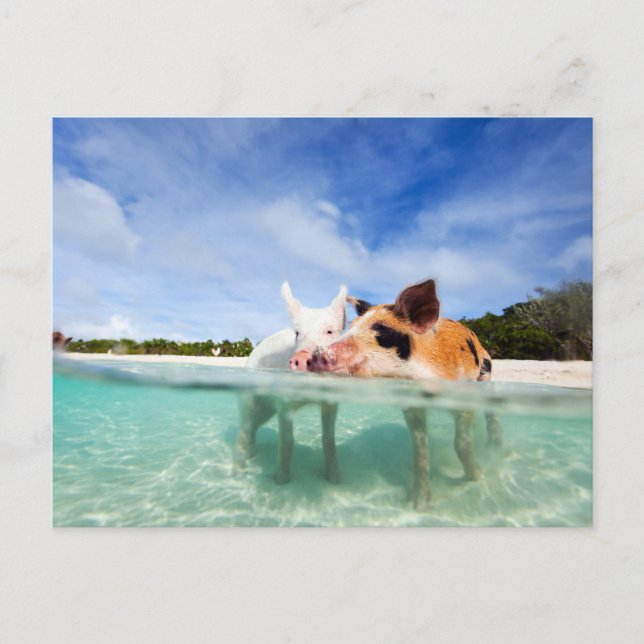 Two little piglets postcard (Front)