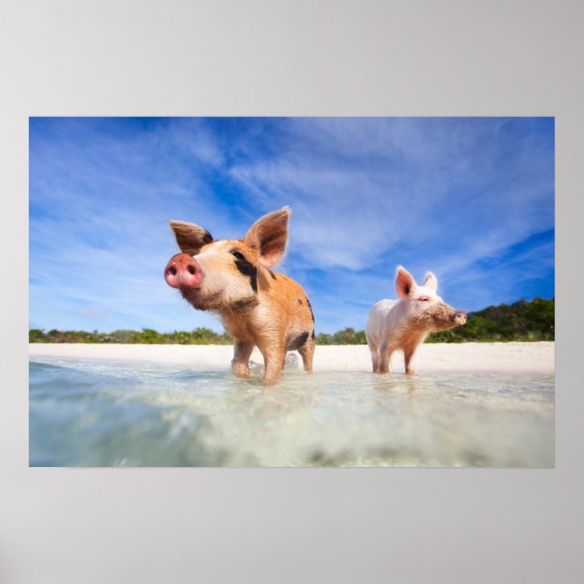 Two little piglets poster (Front)