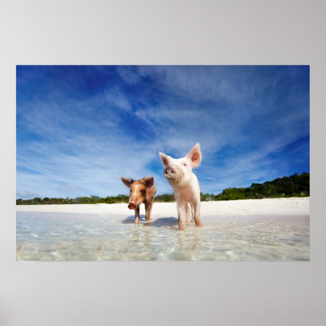Two little piglets poster (Front)