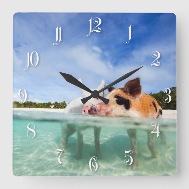 Two little piglets square wall clock (Front)